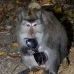 monkey_macaque_balinese_mf_ubud_v_1351_bal5072.jpg
